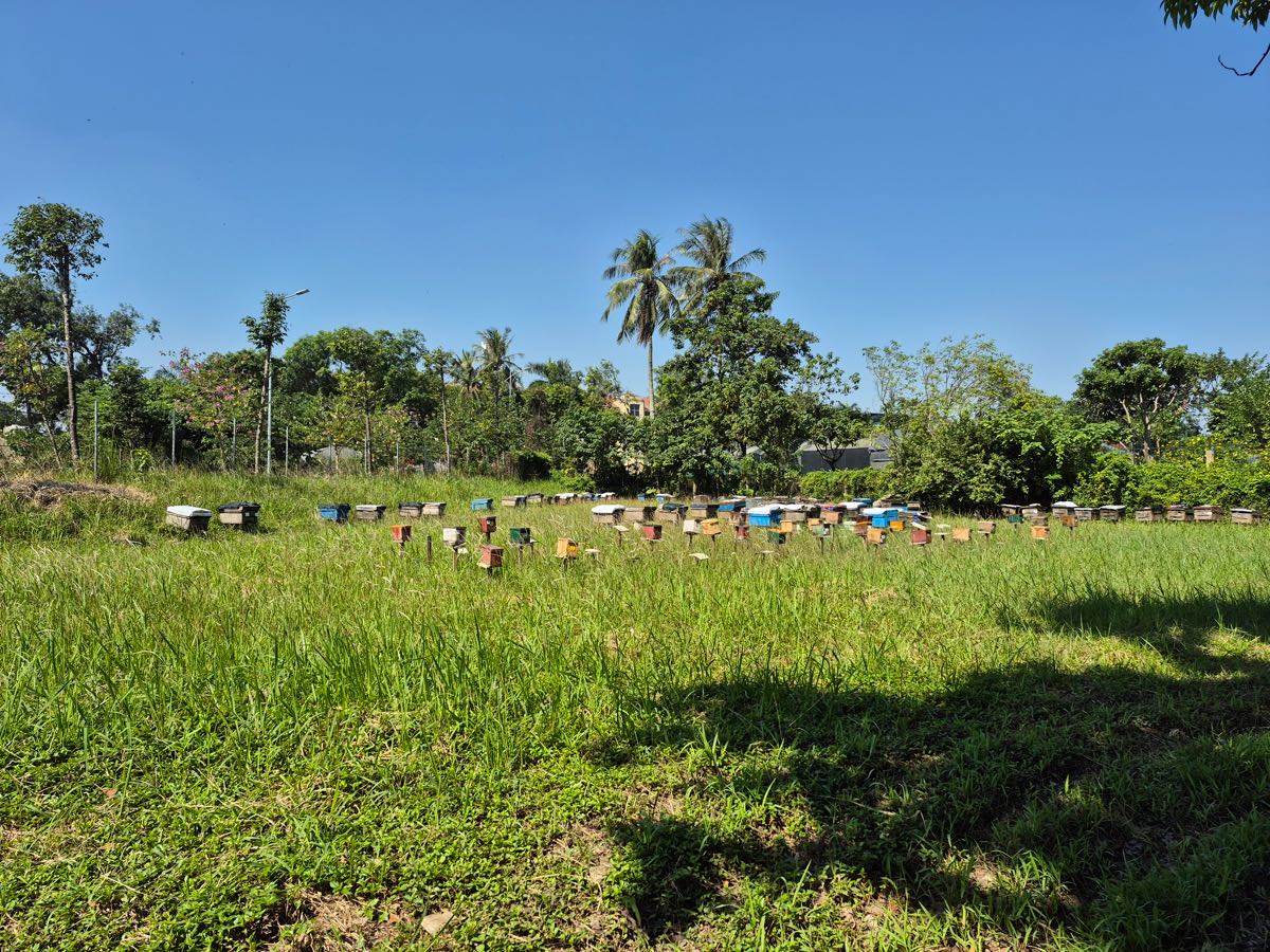 Rows of beehives on a grassy field at an apiary in Vietnam
