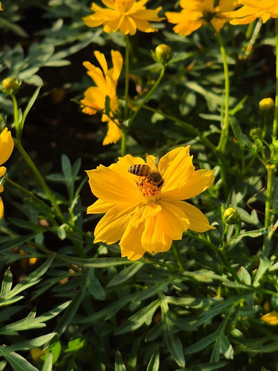Bee pollinating golden wildflower in Vietnam