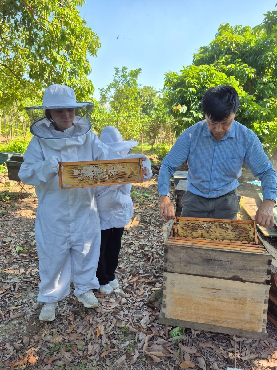 Beekeeper harvesting honey at Chu Natural farm