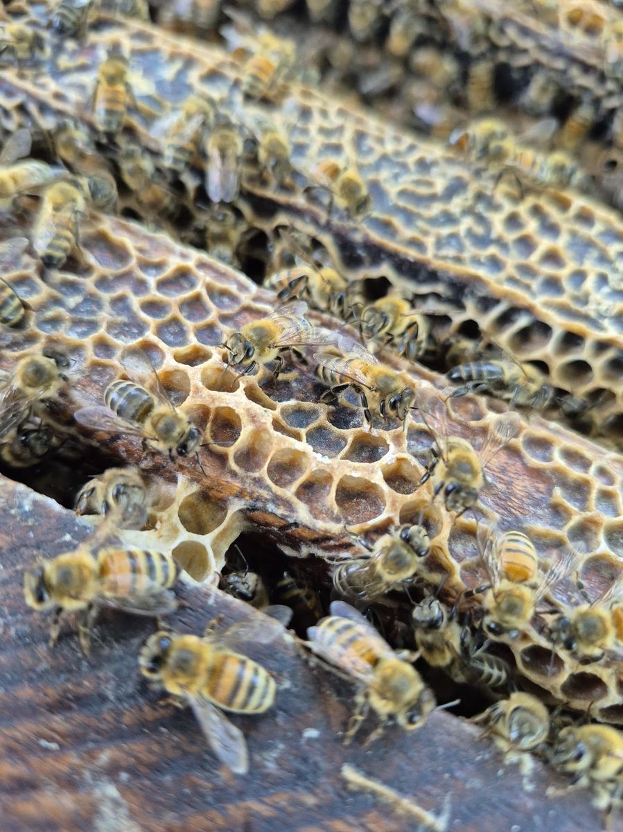 Honeybees on natural honeycomb at Chu Natural bee farm