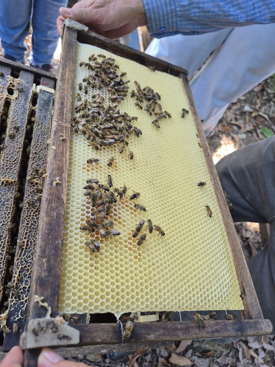 Fresh honeycomb frame harvested by Chu Natural beekeepers